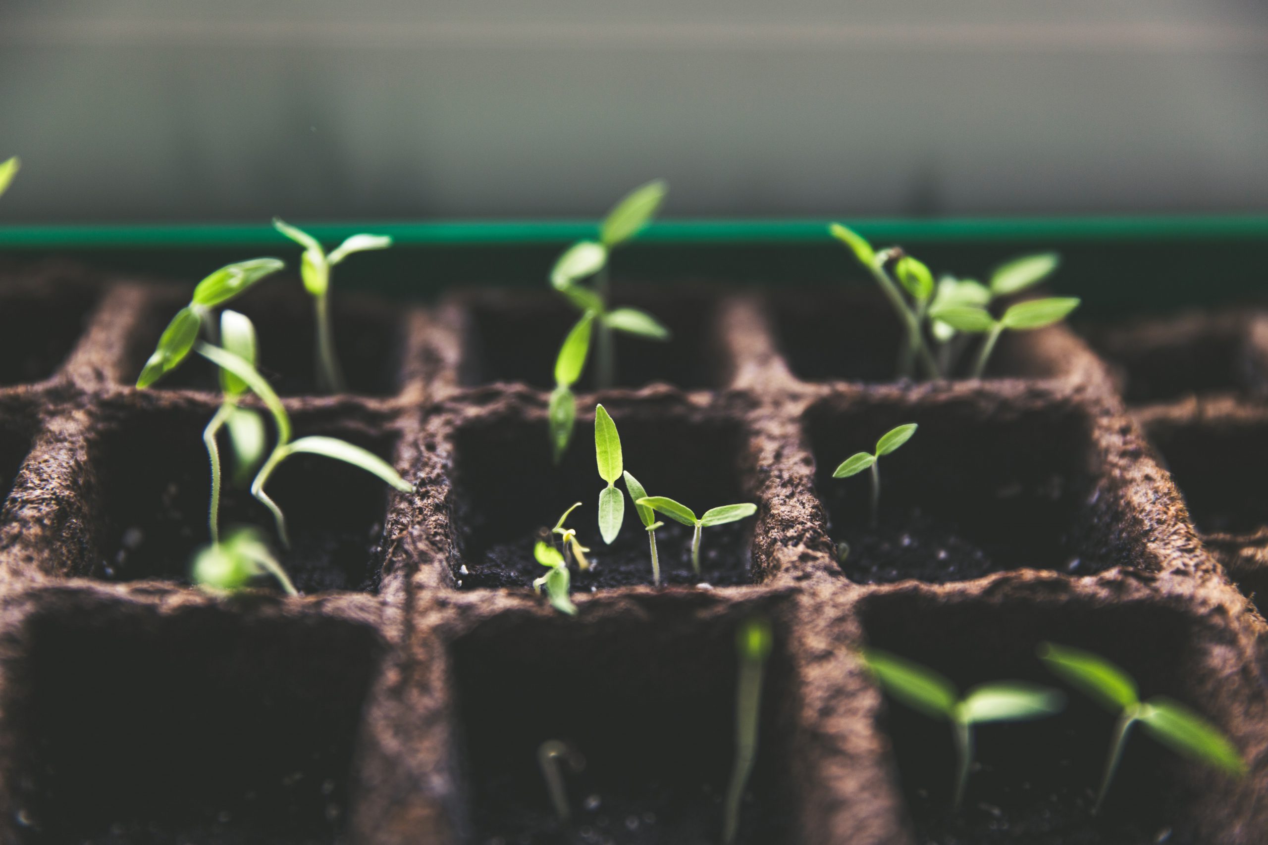 tomatenplantjes in kweekpotjes