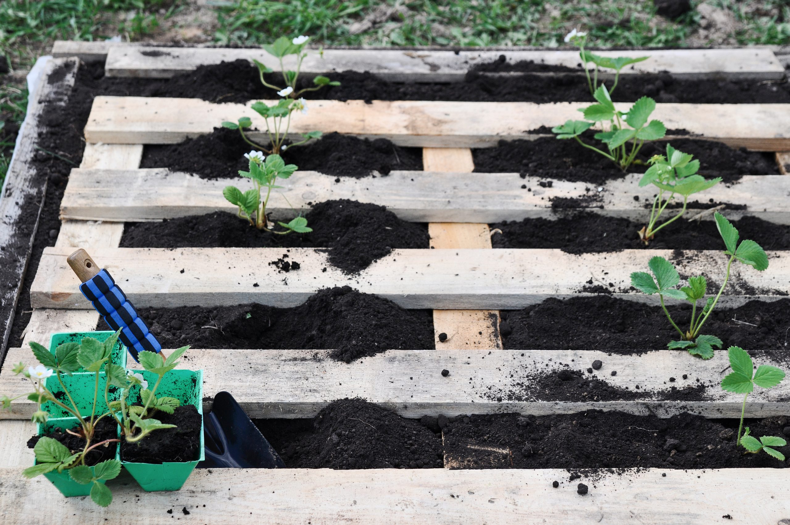 moestuinbak met plantjes gemaakt van pallet